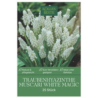 Muscari 'White Magic', Traubenhyazinthe, weiß, Größe 9/10, 25 Blumenzwiebeln