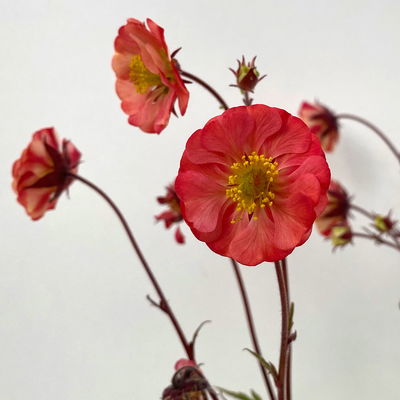Bio Nelkenwurz 'Flame of Passion', hellrot, Topf-Ø 12 cm, 3 Pflanzen Bio Nelkenwurz 'Flame of Passion', hellrot, Topf-Ø 12 cm, 3 Pflanzen