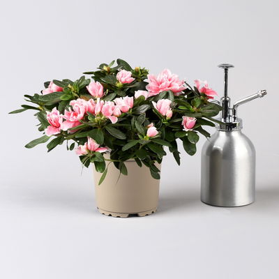 Azalee, 3er-Set, Rosa-/Weißtöne, gefüllt, Topf 12 cm Ø Azalee, 3er-Set, Rosa-/Weißtöne, gefüllt, Topf 12 cm Ø