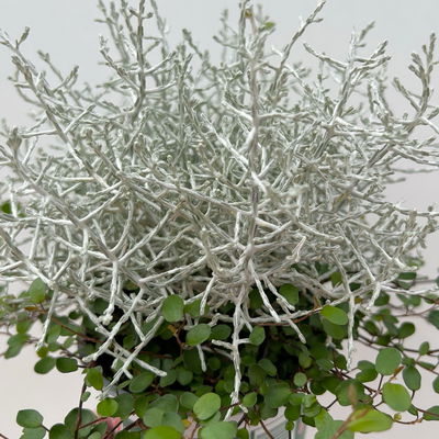 Calocephalus & Mühlenbeckie-Duo, Topf-Ø 12 cm, 6 Pflanzen Calocephalus & Mühlenbeckie-Duo, Topf-Ø 12 cm, 6 Pflanzen