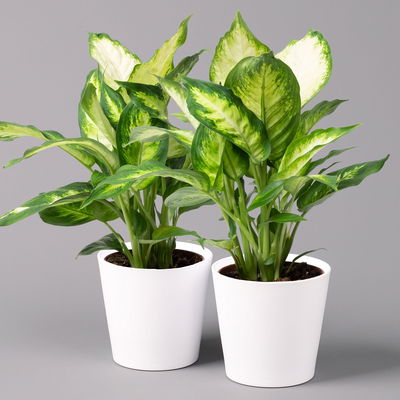 Dieffenbachie 'Camilla' mit Keramiktopf Dallas weiß, Topf-Ø12cm, 2er-Set Dieffenbachie 'Camilla' mit Keramiktopf Dallas weiß, Topf-Ø12cm, 2er-Set