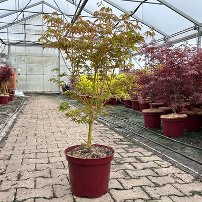 Japanischer Fächerahorn 'Bi hoo', Höhe 80-100 cm, Topf 10 Liter