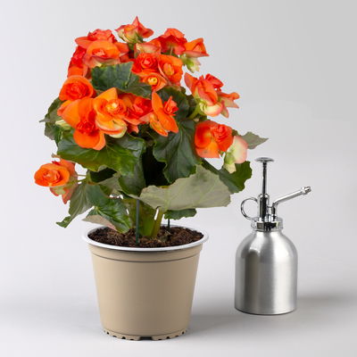 Elatior-Begonie, gelb & orange, Topf-Ø 14 cm, Höhe ca. 20-27 cm, 4 Pflanzen Elatior-Begonie, gelb & orange, Topf-Ø 14 cm, Höhe ca. 20-27 cm, 4 Pflanzen