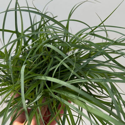 Bio Segge 'Bluish Green', grünblau, Topf-Ø 12 cm, 3 Pflanzen