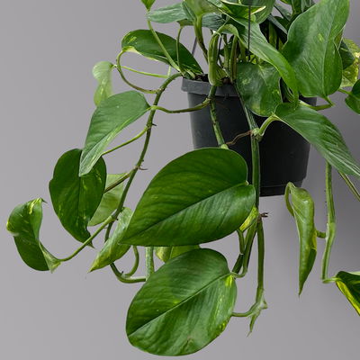 Efeutute, in Ampeltopf, Topf-Ø 18 cm, Höhe ca. 35 cm Efeutute, in Ampeltopf, Topf-Ø 18 cm, Höhe ca. 35 cm