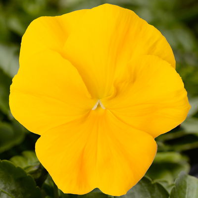 Stiefmütterchen 'Trio' lila-gelb-zweifarbig, Topf-Ø 13 cm, 6 Pflanzen Stiefmütterchen 'Trio' lila-gelb-zweifarbig, Topf-Ø 13 cm, 6 Pflanzen