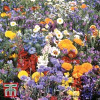 Wildblume Mittelmeer Mischung, ideal für Beete und in Rabatten