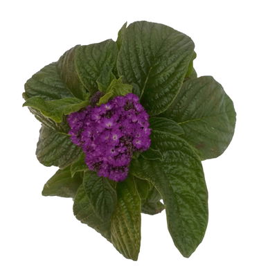 Vanilleblume lilablau, Topf-Ø 12 cm, 6er-Set