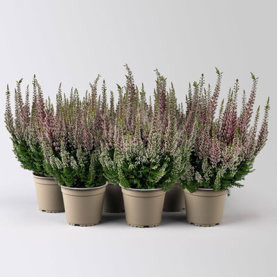 Calluna 'First Ladies®', rosa, Topf-Ø 11 cm, 6 Pflanzen