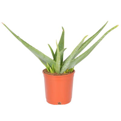 Aloe vera, Topf-Ø 17 cm, Höhe ca. 55 cm Aloe vera, Topf-Ø 17 cm, Höhe ca. 55 cm