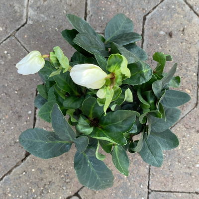 Christrose 'Christmas Carol' weiß, Topf-Ø 12 cm, 3er-Set Christrose 'Christmas Carol' weiß, Topf-Ø 12 cm, 3er-Set