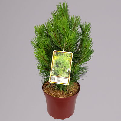 Schwarzkiefer 'Kleiner Turm', Höhe 30-40 cm, Topf 4 Liter, 2er-Set Schwarzkiefer 'Kleiner Turm', Höhe 30-40 cm, Topf 4 Liter, 2er-Set