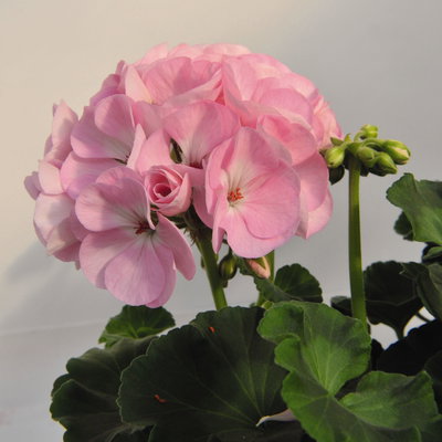 Geranie hellrosa, stehend, Topf-Ø 13 cm, 6 Pflanzen Geranie hellrosa, stehend, Topf-Ø 13 cm, 6 Pflanzen