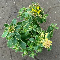 Buntlaubiges Garten-Fettblatt 'Variegatum', gelb, Topf-Ø 12 cm, 6er-Set