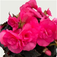 Begonie 'Sweeties Pink®' rosa, dunkellaubig, Topf-Ø 12 cm, 3er-Set