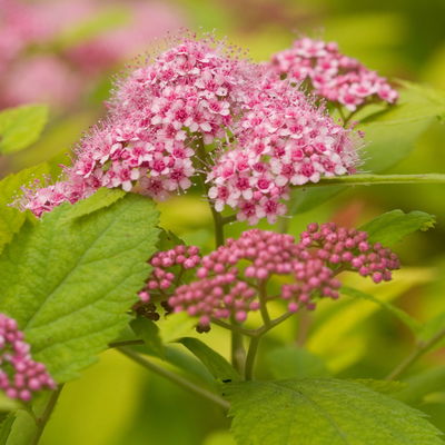 Goldorange Japanspiere 'Double Play®Big Bang', Spiraea japonica, Topf 5 Liter Goldorange Japanspiere 'Double Play®Big Bang', Spiraea japonica, Topf 5 Liter