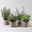 Pflanzen-Set Sunny Herbs® 