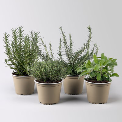 Pflanzen-Set Sunny Herbs® 