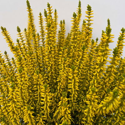 Knospenheide 'Picasso', gelb gefärbt, Topf-Ø 12 cm, 6 Pflanzen