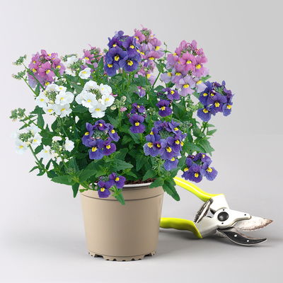 Nemesie 'Trio', 3-farbig, Topf-Ø 13 cm, 6 Pflanzen