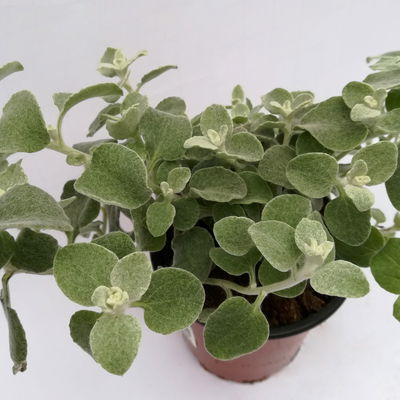 Helichrysum, silberlaubig, Topf- Ø 12/13 cm, 6 Stück