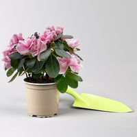 Azalee, rosa-weiß, gefüllt, Topf-Ø 10,5 cm, 3 Stück