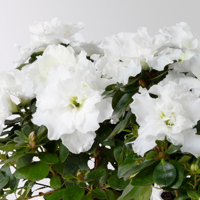 Azalee 'Vogel' Mix, gefüllt, Topf-Ø 11 cm, Höhe ca. 20 cm, 8 Pflanzen Azalee 'Vogel' Mix, gefüllt, Topf-Ø 11 cm, Höhe ca. 20 cm, 8 Pflanzen