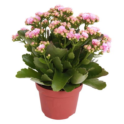 Kalanchoe 'Calandiva'®, rosa-weiß, Topf-Ø 12 cm, Höhe ca. 27,5 cm, 6er-Set