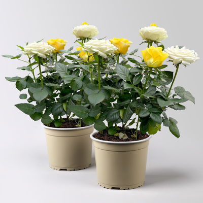 Rose 'Infinity Duo' weiß-gelb, Topf-Ø 14 cm, 2er-Set Rose 'Infinity Duo' weiß-gelb, Topf-Ø 14 cm, 2er-Set