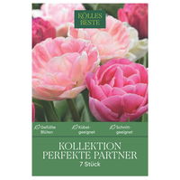 Kölles Beste Tulpen-Kollektion 'Perfekte Partner®', rosa, 7 Blumenzwiebeln