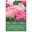 Kölles Beste Tulpen-Kollektion 'Perfekte Partner®', rosa, 7 Blumenzwiebeln Kölles Beste Tulpen-Kollektion 'Perfekte Partner®', rosa, 7 Blumenzwiebeln