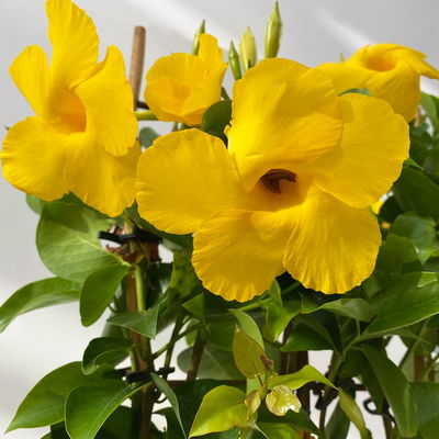 Dipladenie gelb, Spalier, Topf-Ø 17 cm,  Höhe ca. 50 cm