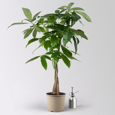 Glückskastanie, Topf-Ø 17 cm, Höhe ca. 60 cm, 2 Pflanzen Glückskastanie, Topf-Ø 17 cm, Höhe ca. 60 cm, 2 Pflanzen