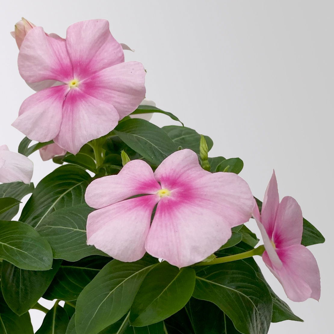 Catharanthus, Farben zufällig, Topf-Ø 13 cm, 6 Pflanzen