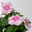 Catharanthus, Farben zufällig, Topf-Ø 13 cm, 6 Pflanzen