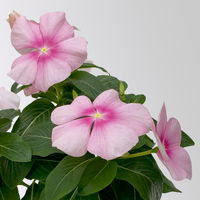 Catharanthus, Farben zufällig, Topf-Ø 13 cm, 6 Pflanzen