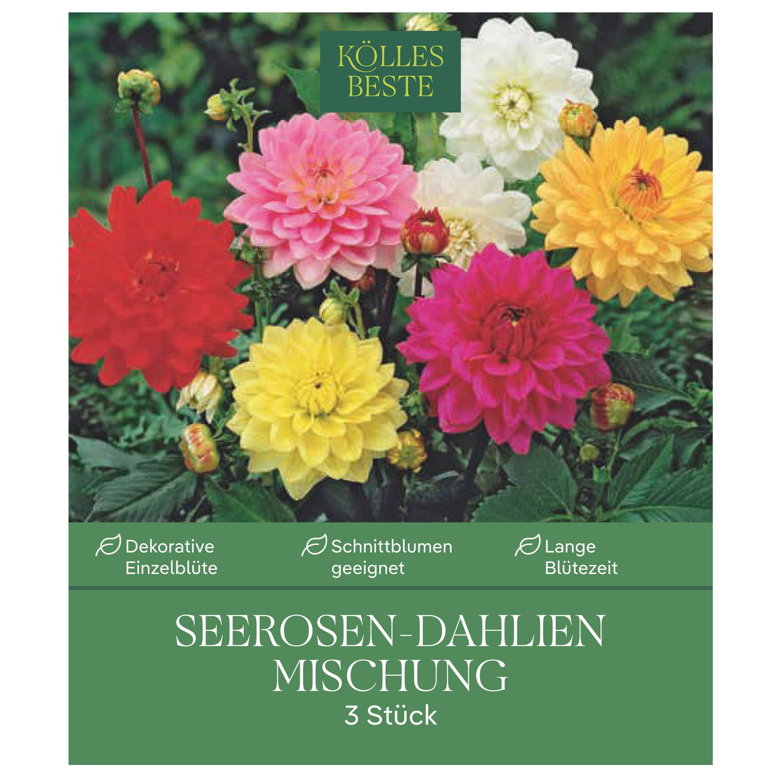 Kölles Beste Seerosen-Dahlien Mischung, 3 Blumenknollen Kölles Beste Seerosen-Dahlien Mischung, 3 Blumenknollen