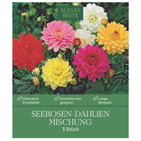 Kölles Beste Seerosen-Dahlien Mischung, 3 Blumenknollen Kölles Beste Seerosen-Dahlien Mischung, 3 Blumenknollen