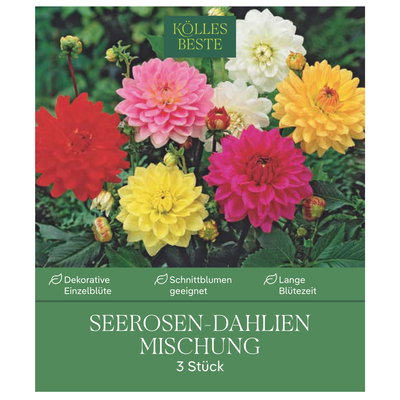 Kölles Beste Seerosen-Dahlien Mischung, 3 Blumenknollen Kölles Beste Seerosen-Dahlien Mischung, 3 Blumenknollen