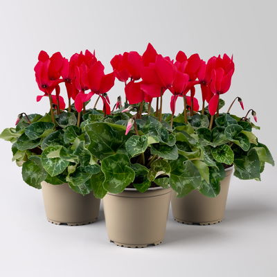 Alpenveilchen 'Meine Beste', rot, Topf-Ø 13 cm, 3 Pflanzen Alpenveilchen 'Meine Beste', rot, Topf-Ø 13 cm, 3 Pflanzen