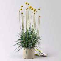 Craspedia, gelb, Topf-Ø 17 cm, 2 Pflanzen Craspedia, gelb, Topf-Ø 17 cm, 2 Pflanzen