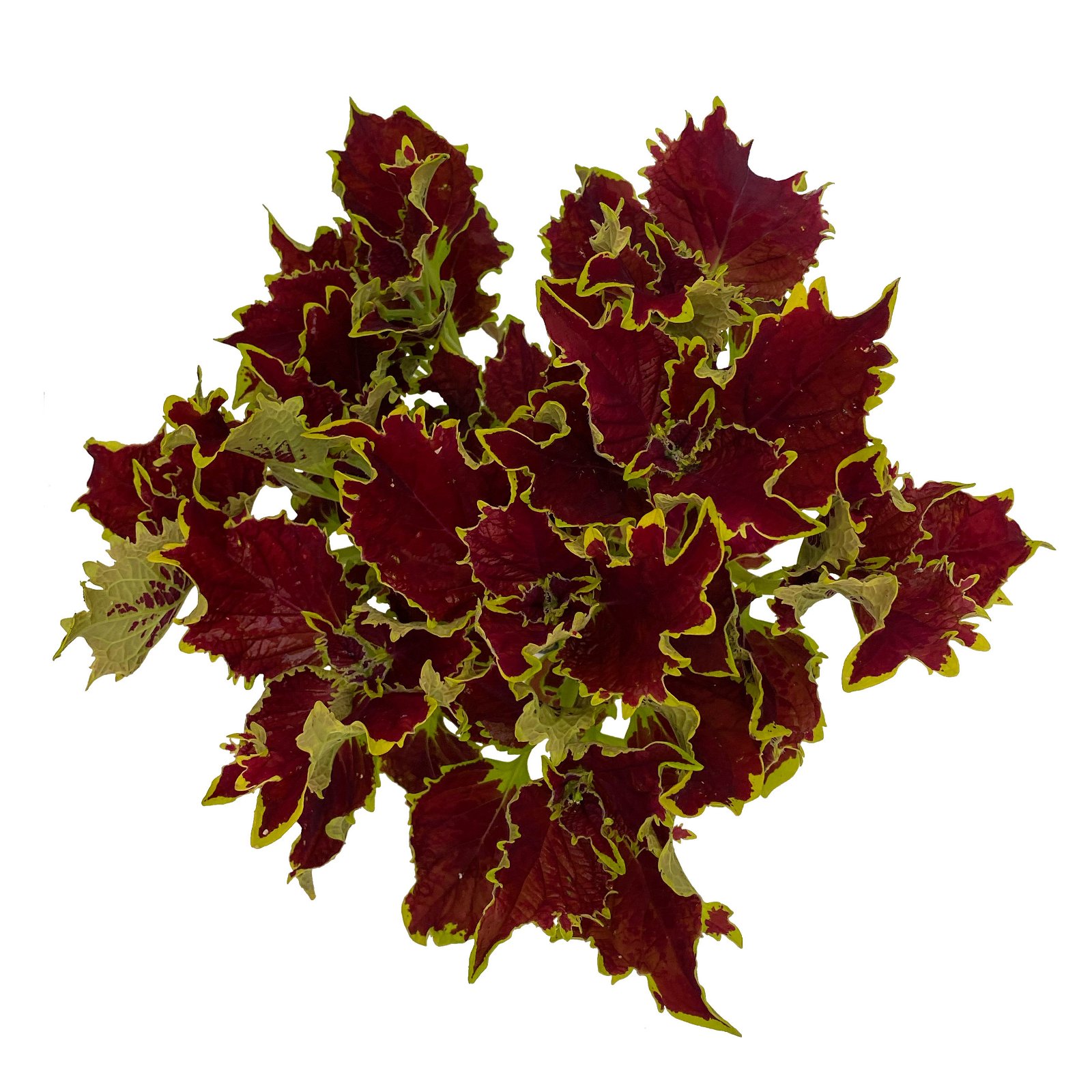 Buntnessel 'Crown Jewel', 6er-Set,  braunrot, Topf 12 cm Ø