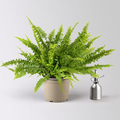 Schwertfarn 'Green Lady', Topf-Ø 17 cm, Höhe ca. 35-45 cm, im Keramiktopf Byron