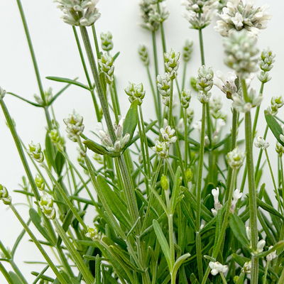 Lavendel 'Alba', weiß, Topf-Ø 13 cm, 6er-Set Lavendel 'Alba', weiß, Topf-Ø 13 cm, 6er-Set