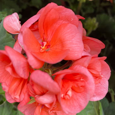 Geranie lachs, stehend, Topf-Ø 13 cm, 6 Stück