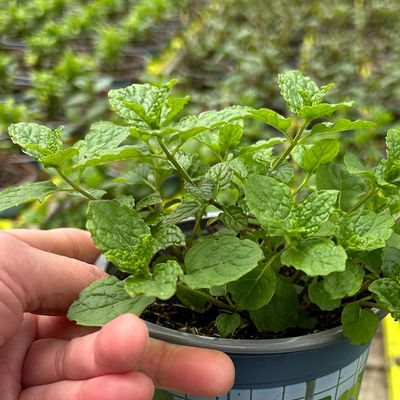 Marokkanische Minze, Kölle Bio, 12cm Topf, frisch aus unserer Bio-Gärtnerei