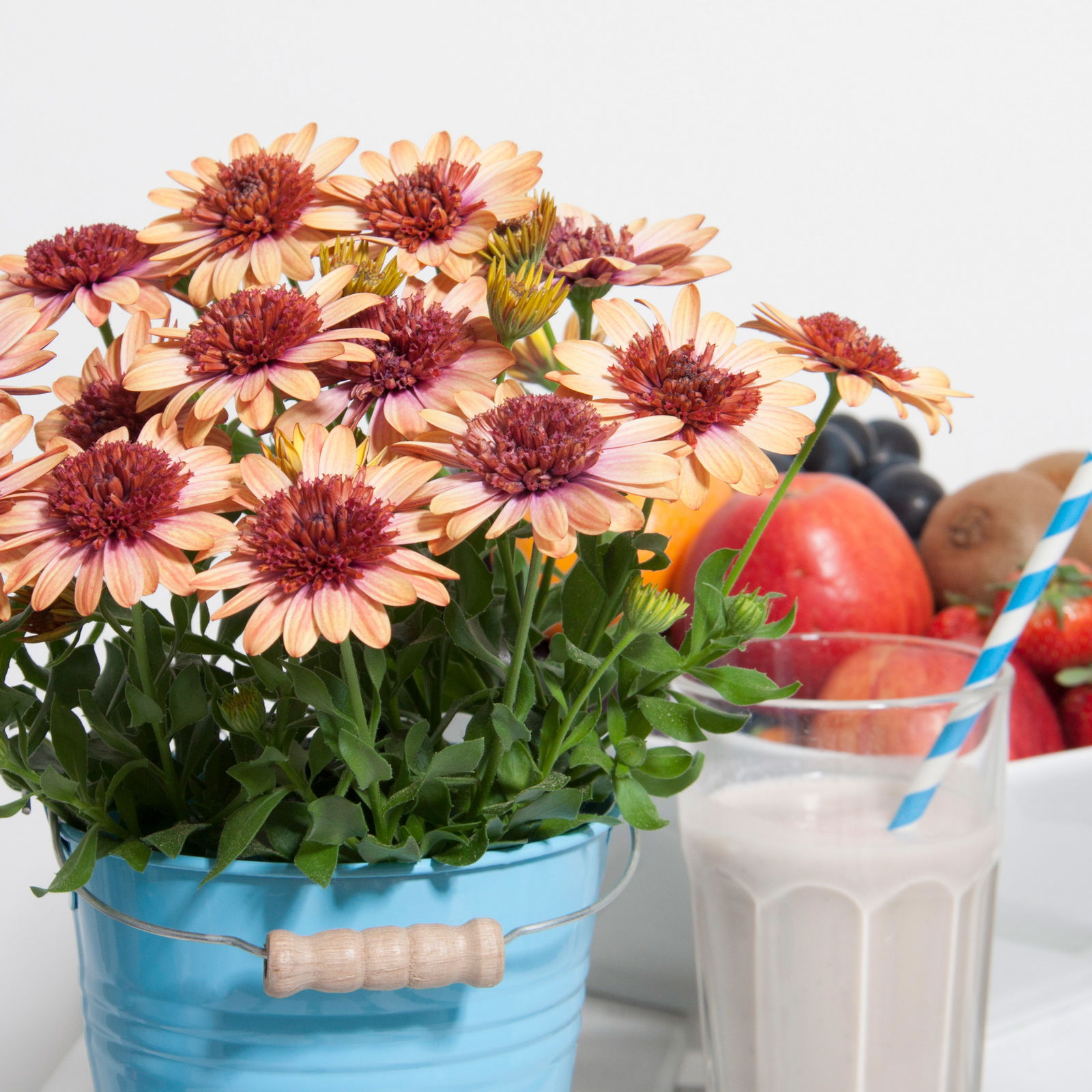 Osteospermum 'Banana Shake' gelb-rot, gefüllt, Topf-Ø 12 cm, 6 Pflanzen