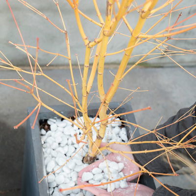 Japanischer Fächerahorn 'Bi hoo', Höhe 80-100 cm, Topf 10 Liter