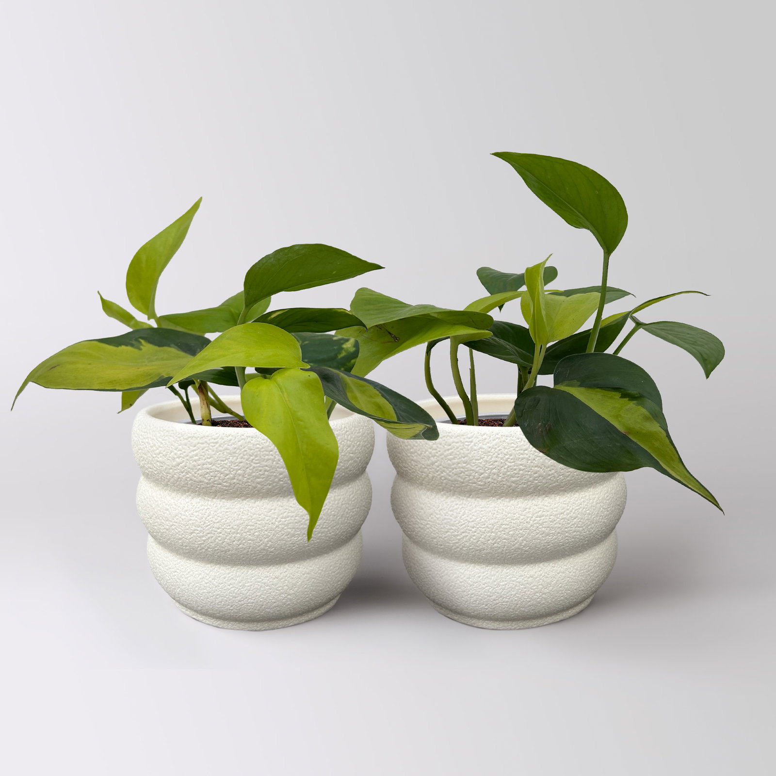 Efeutute 'Trio', grün-gelb, Topf-Ø 12 cm, 2 Pflanzen, inkl. Keramiktopf