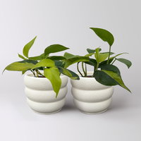 Efeutute 'Trio', grün-gelb, Topf-Ø 12 cm, 2 Pflanzen, inkl. Keramiktopf